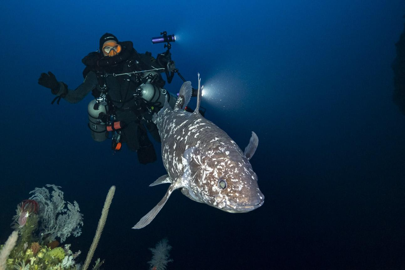 Teluku untuk artikel Ikan Coelacanth Ditemukan di Maluku Utara, Saatnya Melindungi Habitat Si ”Fosil Berjalan”